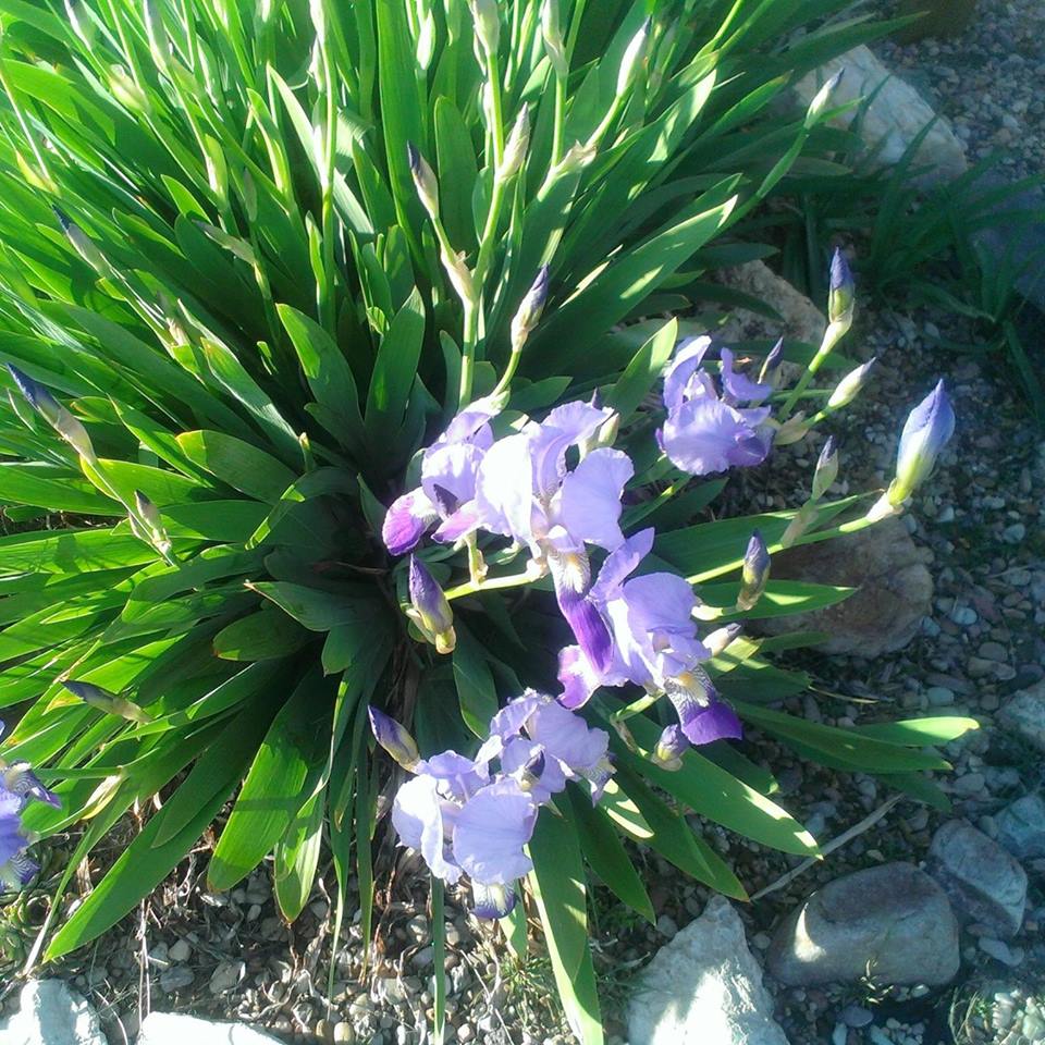 bell_garden
